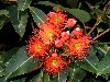 Australia - Australia - Queensland: Eucalyptus flower and bees - photo by Angel Hernandez