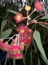 Australia - Perth / PER (WA): Eucalyptus flower - Botanical Garden - photo by Luca Dal Bo