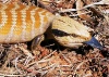 Australia - Western Australia: Blue-tongue lizard - photo by Luca dal Bo
