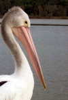 Australia - Tin Can Bay (Queensland): Pelican - close-up - photo by Luca Dal Bo