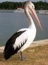 Australia - Tin Can Bay (Queensland): Pelican - photo by Luca Dal Bo