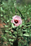 Australia - Northern Territory's Floral Emblem - Sturt's Desert Rose - photo by  Picture Tasmania/Steve Lovegrove