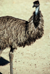 Australia - Northern Territory: Emu - photo by  Picture Tasmania/Steve Lovegrove