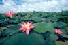 Australia - Billabong (NT): Water lilies - photo by  Picture Tasmania/Steve Lovegrove