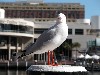 Australia - Sydney / SYD / RSE / LBH - New South Wales: seagull (photo by Tim Fielding)
