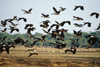 Australia - Northern Territory: flock of Magpie Geese - photo by  Picture Tasmania/Steve Lovegrove