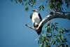 Australia - Northern Territory: Sea Eagle - photo by  Picture Tasmania/Steve Lovegrove