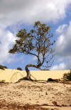 Australia - Fraser Island (Queensland): tree at Kirrar Sand Blow - photo by Luca Dal Bo