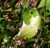 Australia - Queensland: green tree ants nest - photo by Luca Dal Bo