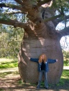 Australia - Roma (Queensland): huge bottletree - baobab - photo by Luca Dal Bo