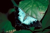 Australia - Port Douglas (Queensland): Ulysses Butterfly - Papilio ulysses - photo by R.Eime