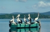 Australia - Myall Lakes (NSW): pelicans gather on a rowboat - photo by Rod Eime