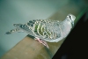 Australia - Port Douglas (Queensland): Native Bronze wing Pigeon - photo by R.Eime