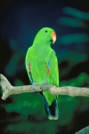 Australia - Port Douglas (Queensland): Native Eclectus Parrot - Eclectus roratus  - photo by R.Eime