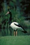 Australia - Port Douglas (Queensland): Native Magpie Goose - Anseranas semipalmata - photo by R.Eime