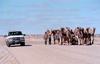 Oodnadatta Track (SA): the old and the new. A modern 4WD passes a group of camels - photo by Rod Eime