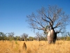 Australia - Gregory NP - Bullita Stock Route (NT): baobab tree - photo by Luca dal Bo