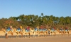 Australia - Broome Cable Beach (WA): camel caravan - photo by Luca dal Bo