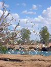 Australia - Leichhardt river and Fall (Queensland): Cockatoos - photo by Luca Dal Bo