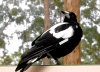 Australia - Gloucester NP (WA): magpie - crow - seen from Gloucester Tree fire lookout - Karri tree - photo by Luca dal Bo