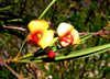 Australia - Peak Charles NP (WA): flower - photo by Luca dal Bo
