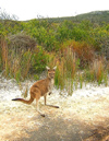 Australia - Cape Le Grand NP (WA): kangaroo - Lucky Bay - photo by Luca dal Bo