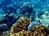 Australia - Australia - Great Barrier Reef (Queensland): corals - Unesco world heritage site  - photo by Angel Hernandez