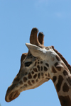 Australia - Adelaide (SA): head shot of a giraffe at the Zoo - photo by R.Zafar