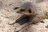 Australia - Adelaide (SA): meerkat enjoying the sun at the Zoo - Suricate suricatta - photo by R.Zafar
