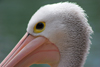 Australia - Adelaide Hills (SA): closeup of a Pelican head - Cleland Park - photo by R.Zafar