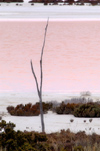 south of Hyden (WA): Pink Salt Pond - photo by B.Cain