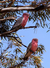 Hyden: Two Pink Cockatoos in Tree - photo by B.Cain