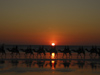 582 Western Australia - Broome - Cable Beach: camel caravan at sunset - photo by M.Samper)