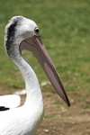 Australia - Adelaide Hills (SA): Pelican - Cleland Park - fauna - bird - photo by R.Zafar