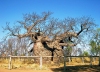Australia - Derby (WA): baobab tree prison - photo by Luca dal Bo