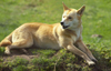 Australia - South Australia: Dingo or warrigal, Canis lupus dingo - wild dog - photo by G.Scheer