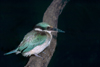 Australia - South Australia: Kingfisher - photo by G.Scheer