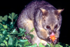 Australia - South Australia: Possum - photo by G.Scheer