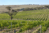 Australia - Middleton Winery, Currency Creek, South Australia: Vineyards - photo by G.Scheer