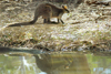 Australia - South Australia: Wallaby by stream - photo by G.Scheer