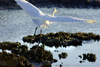 Australia - Egret, South Australia: spread wings - photo by G.Scheer