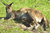 Australia - South Australia: Kangaroo with Joey - photo by G.Scheer