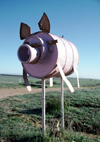 Eyre Peninsula (SA): letter box in shape of pig - photo by R.Eime