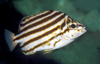 Sydney, New South Wales, Australia: striped fish - Sydney Aquarium - photo by G.Scheer