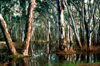 Grampians National Park, Victoria, Australia: trees in a swamp - eucalypti - photo by G.Scheer