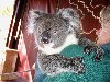 Australia - Queensland: Koala bear - Phascolarctos cinereus - photo by Angel Hernandez
