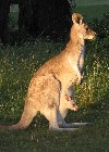 Australia - Queensland: female Kangaroo with baby (photo by Angel Hernandez)