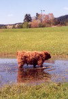Austria - Freistadt (Obersterreich): water buffalo? (photo by Miguel Torres)