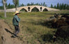 Iran - Zanjan province: shepherd  and Mir Baha-e-din Bridge - Qajar dynasty - Zanjan-Rood river - photo by W.Allgower