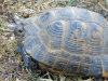 Sheki, Azerbaijan: tortoise on the outskirts of the town - photo by F.MacLachlan